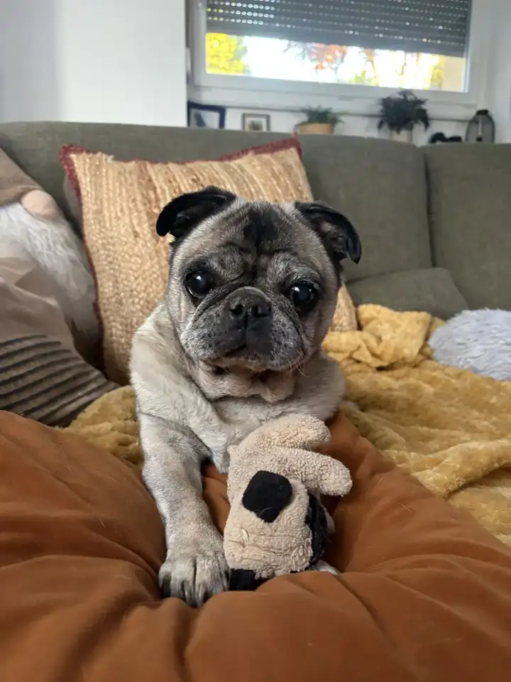 Carlin senior avec sa peluche sur le canapé