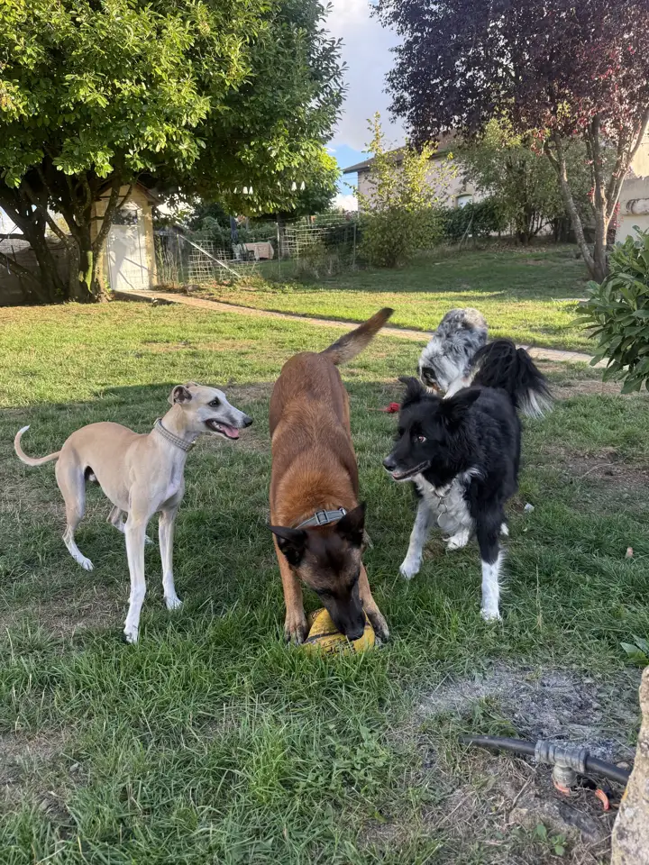 Un whippet, un malinois et un border collie jouent ensemble dans le jardin