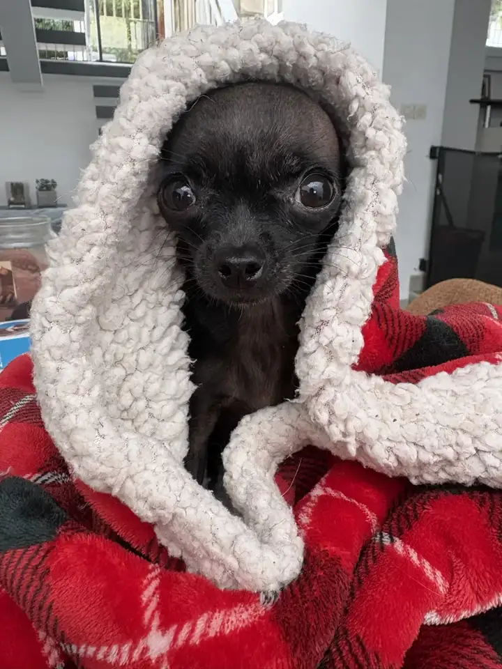 Petit chihuahua emmitouflé dans un plaid