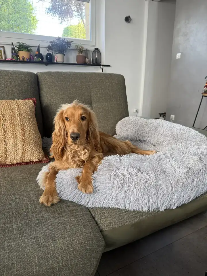 Cocker anglais installé sur un coussin moelleux